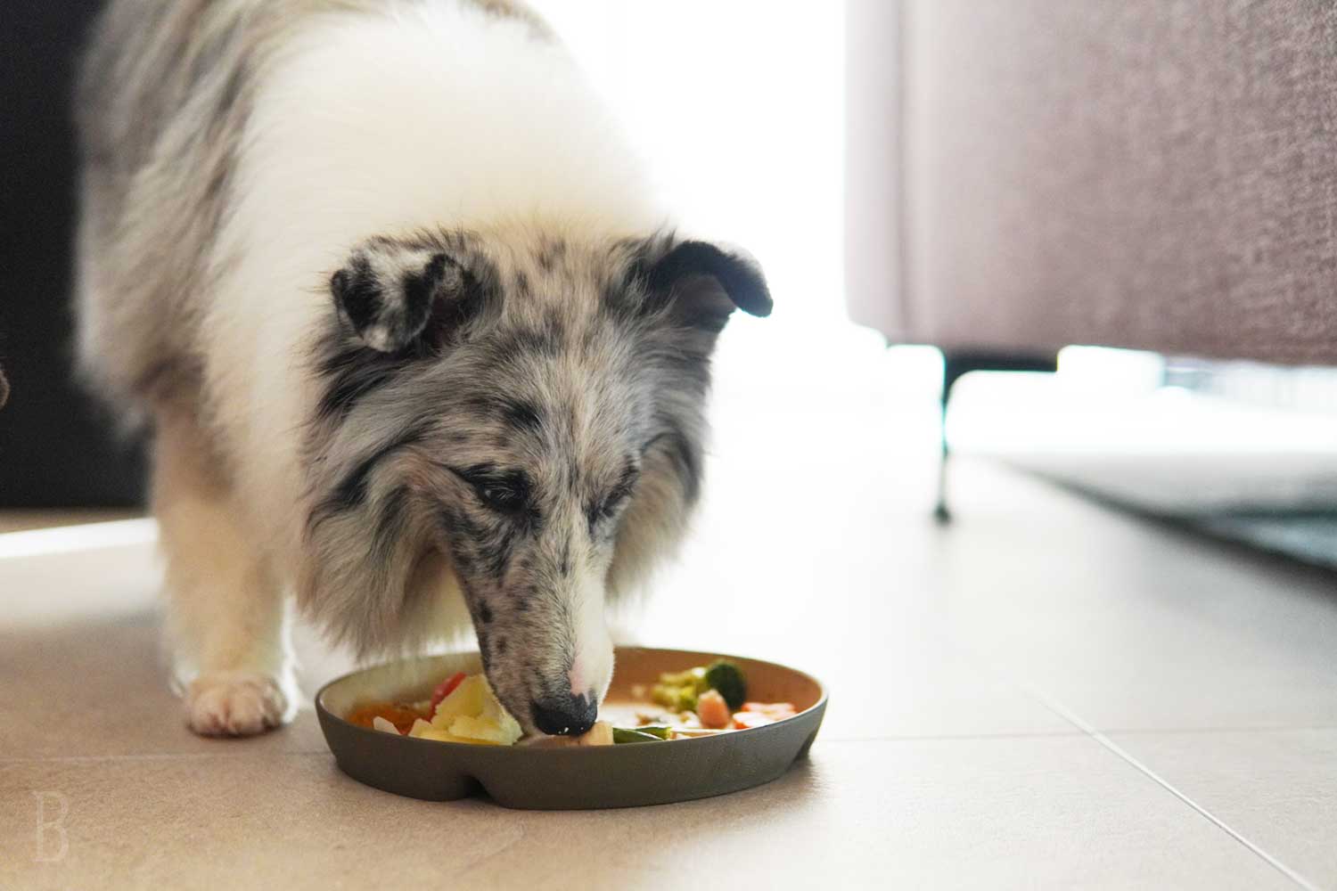 ワンちゃん用のご飯